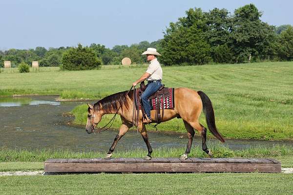 flashy-quarter-horse