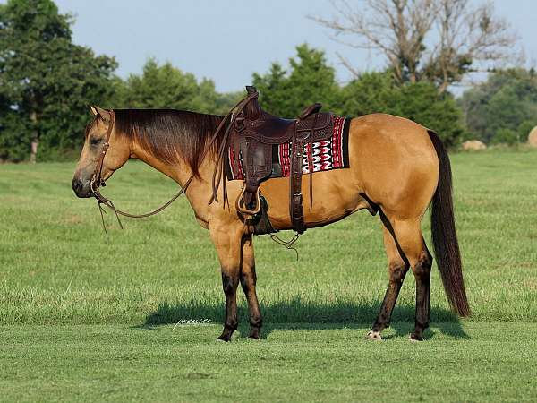 husband-safe-quarter-horse