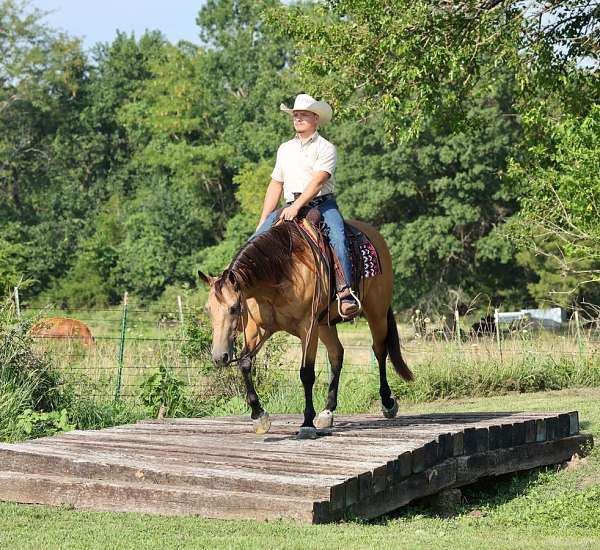 ranch-quarter-horse