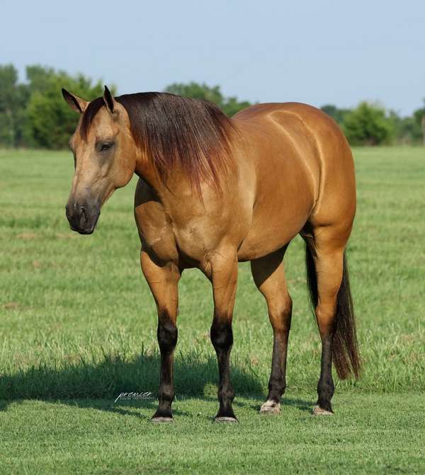 ranch-versatility-quarter-horse