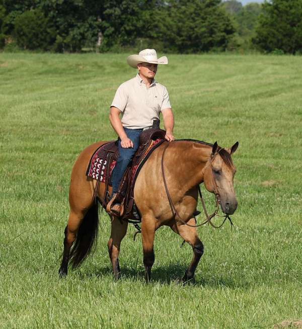 ranch-work-quarter-horse