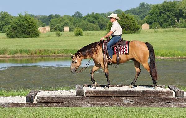 show-quarter-horse