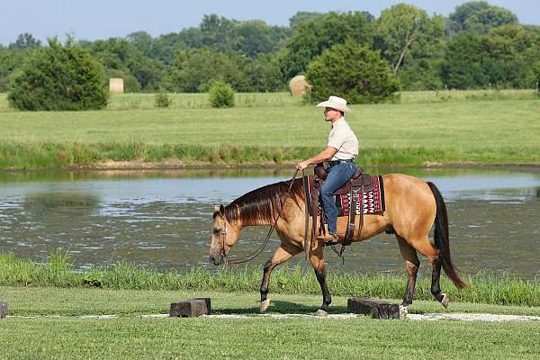 trail-quarter-horse