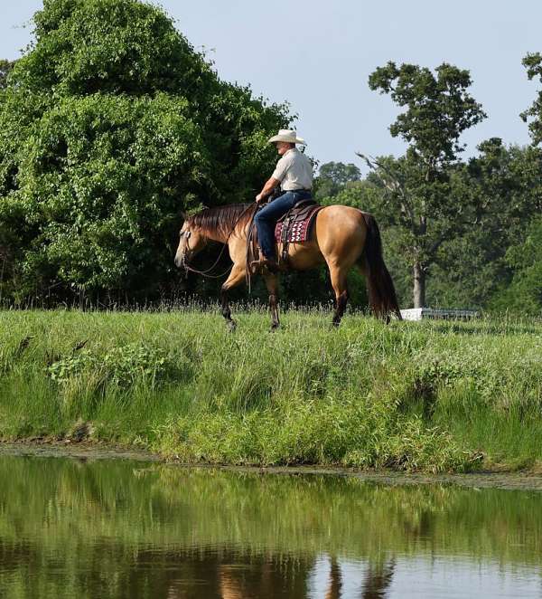 western-riding-quarter-horse