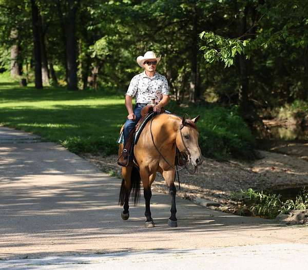 working-cattle-quarter-horse