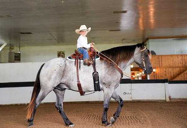 athletic-draft-horse
