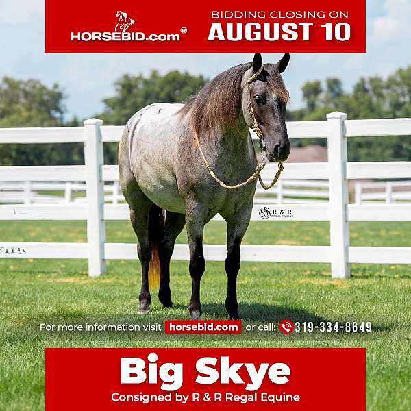 all-around-draft-horse