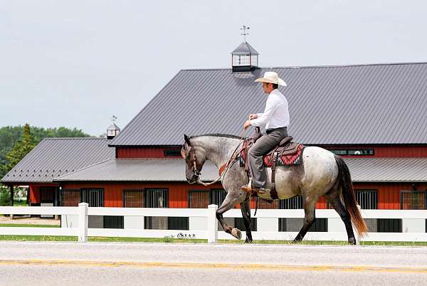 beginner-draft-horse