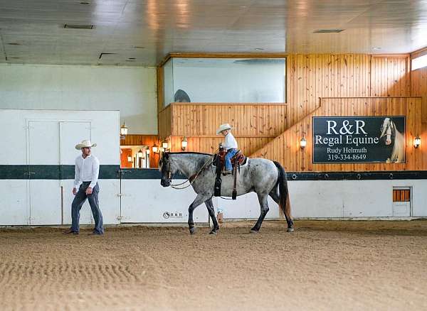 driving-draft-horse