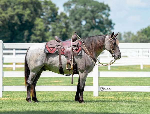flashy-draft-horse