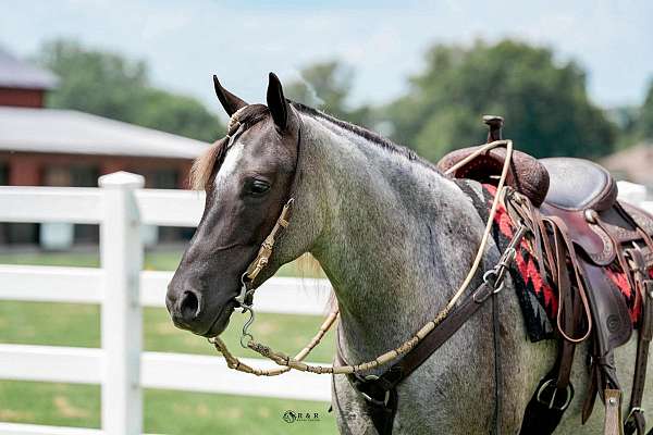 husband-safe-draft-horse