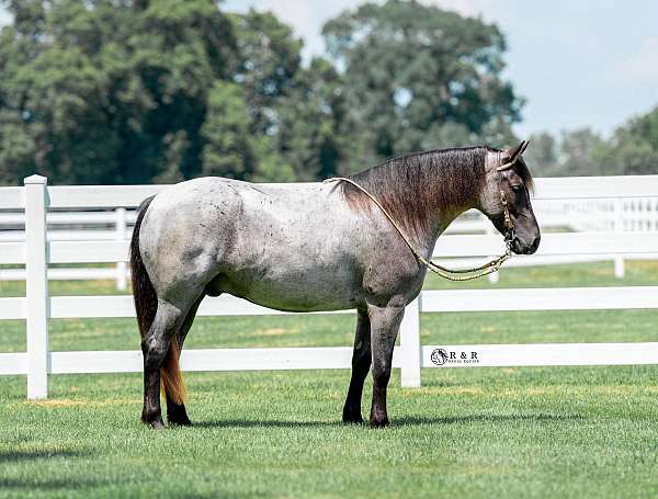 kid-safe-draft-horse