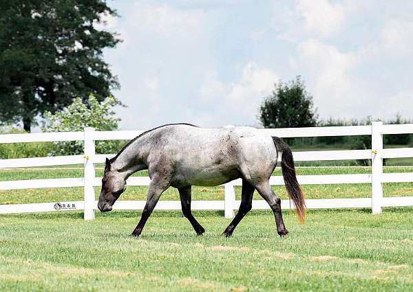 ranch-draft-horse