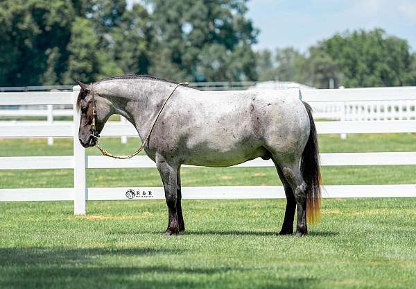 trail-draft-horse