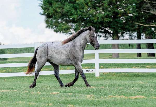 trail-riding-draft-horse