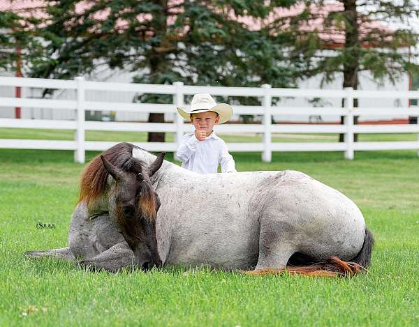 blue-roan-all-around-horse