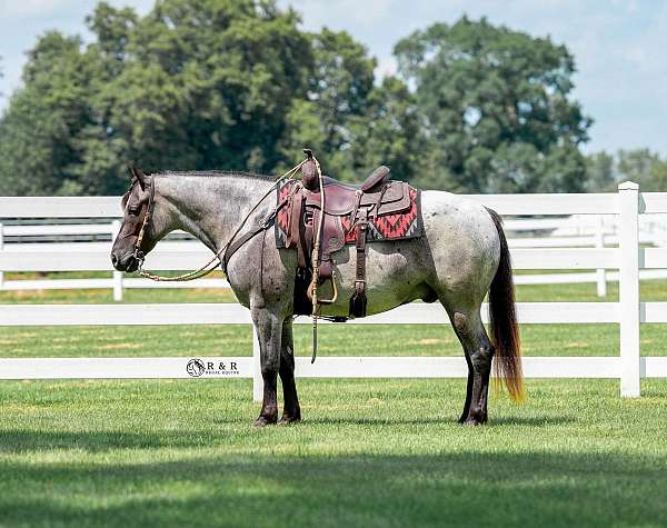 blue-roan-draft-gelding
