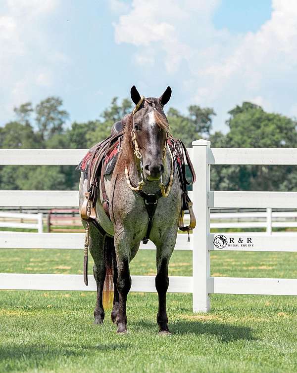 youth-draft-horse