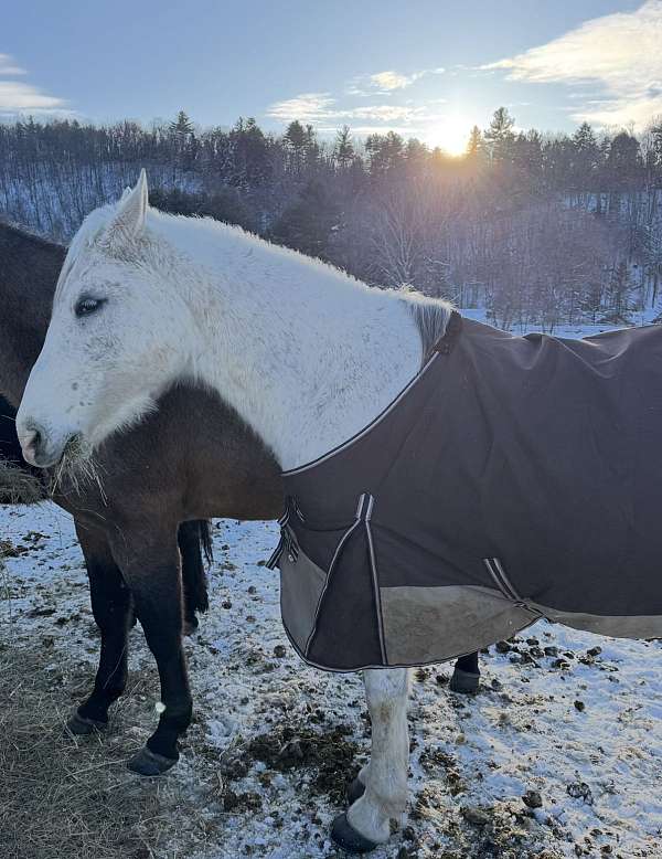 15-hand-andalusian-horse