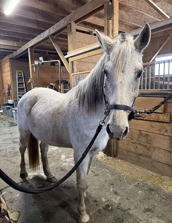 15-hand-andalusian-mare