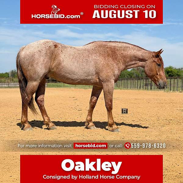 all-around-quarter-horse