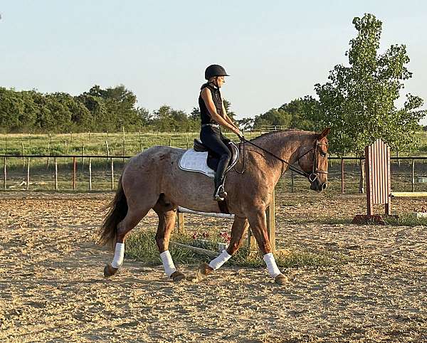 beginner-quarter-horse