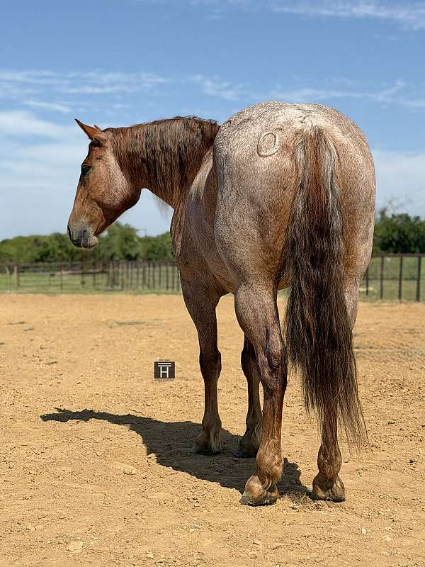 athletic-quarter-horse