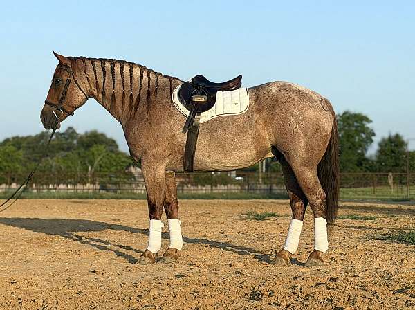 cross-quarter-horse