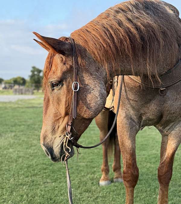 draft-quarter-horse