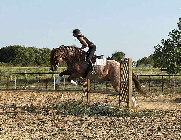 flashy-quarter-horse