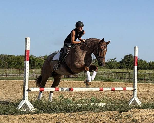 jumping-quarter-horse