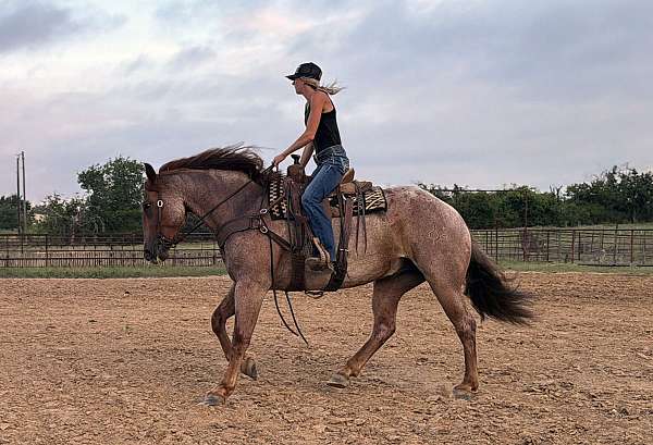 ranch-quarter-horse