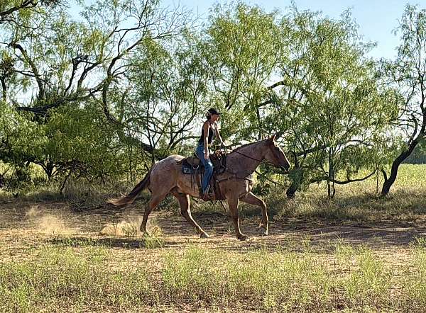 ranch-work-quarter-horse
