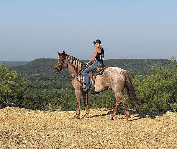 roping-quarter-horse