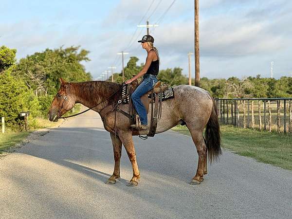 show-quarter-horse
