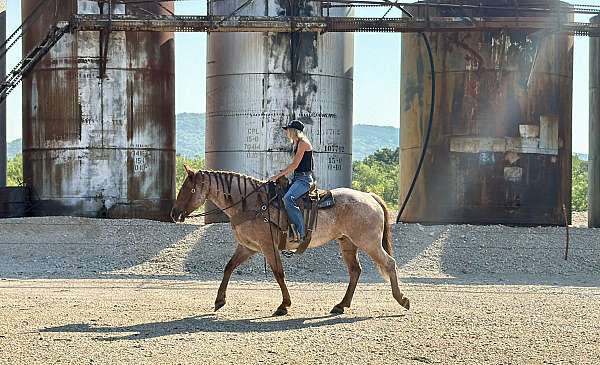 trail-quarter-horse
