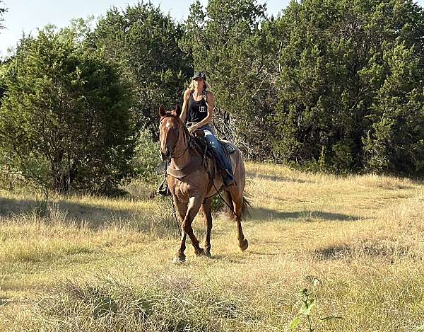 western-riding-quarter-horse