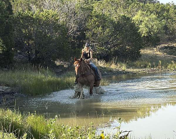 working-cattle-quarter-horse