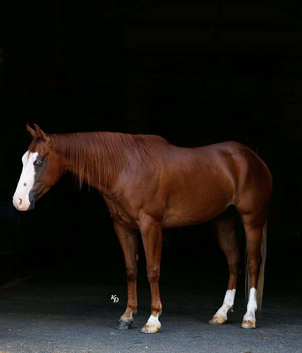 all-around-quarter-pony