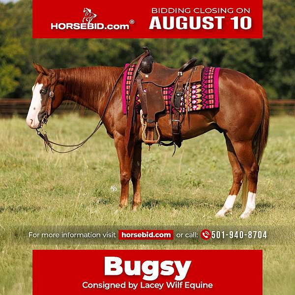 sorrel-show-hack-pony