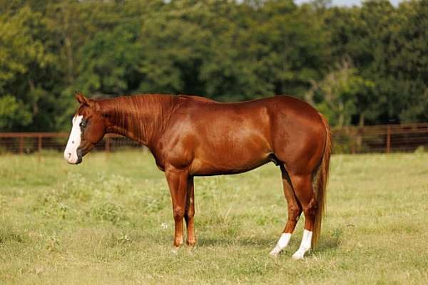 flashy-quarter-pony