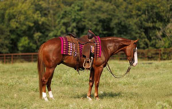 athletic-quarter-pony