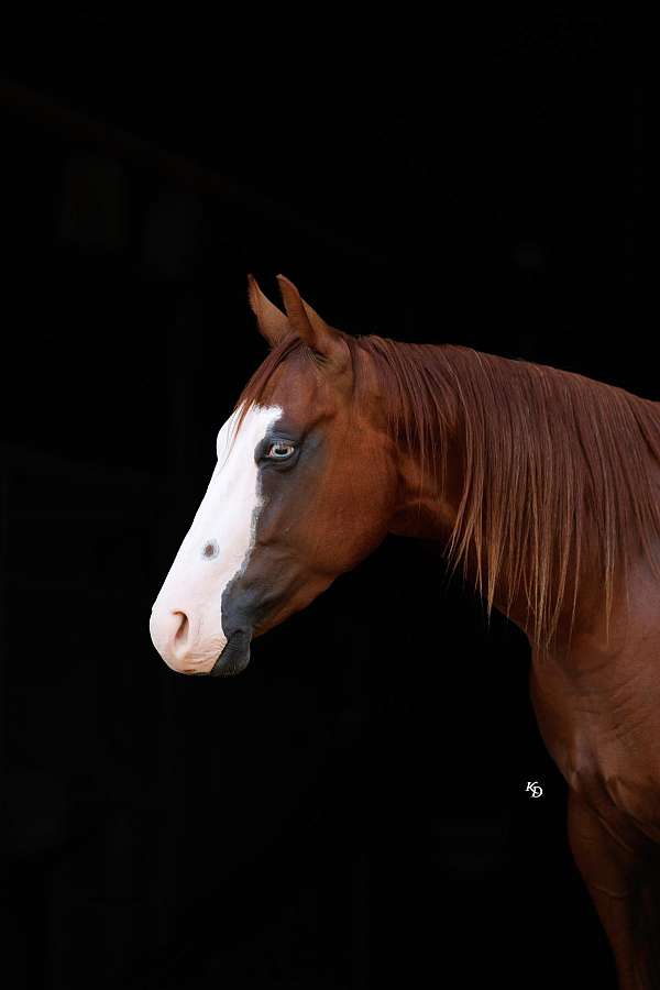 beginner-quarter-pony
