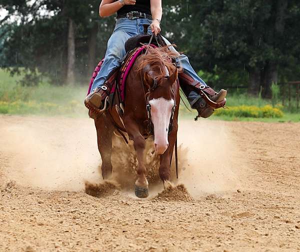 roping-quarter-pony