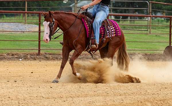 show-quarter-pony