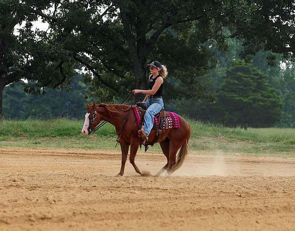 western-riding-quarter-pony