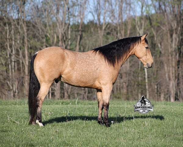 all-around-quarter-horse