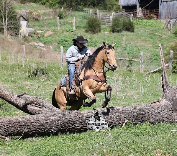 athletic-quarter-horse