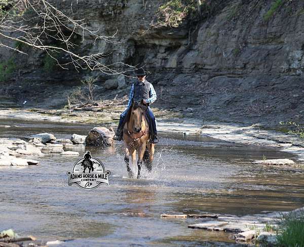 beginner-quarter-horse