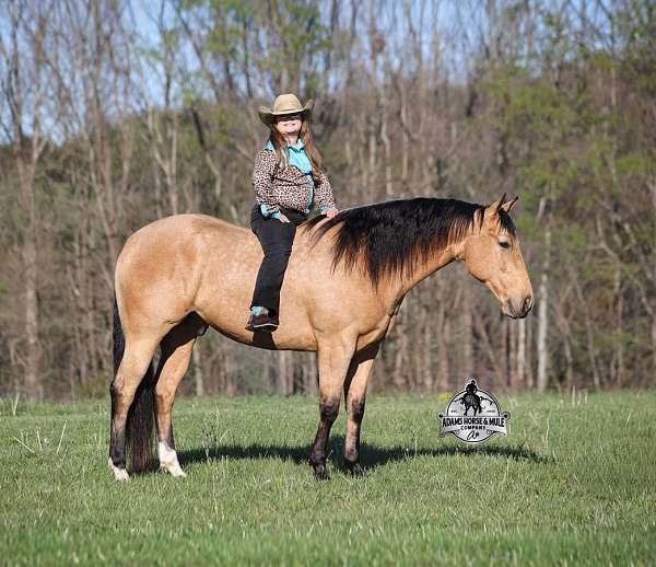 calf-roping-quarter-horse